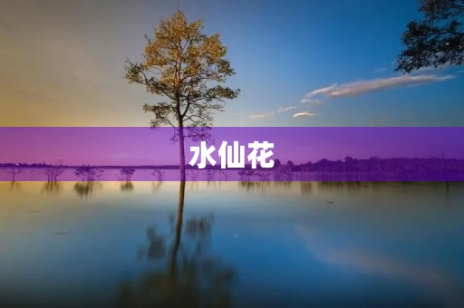 水仙花 水仙花