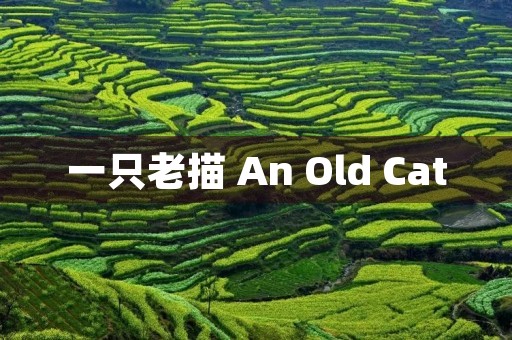 一只老描 An Old Cat 一只老描 An Old Cat
