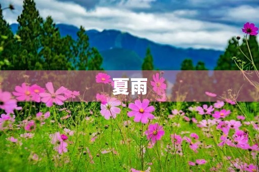 夏雨 夏雨