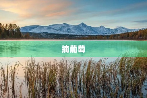摘葡萄 摘葡萄