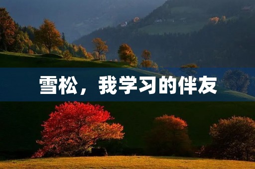 雪松,我学习的伴友 雪松,我学习的伴友