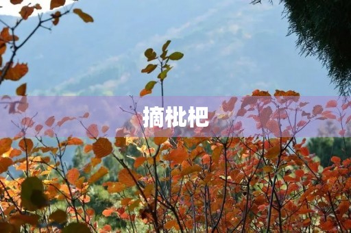 摘枇杷 摘枇杷