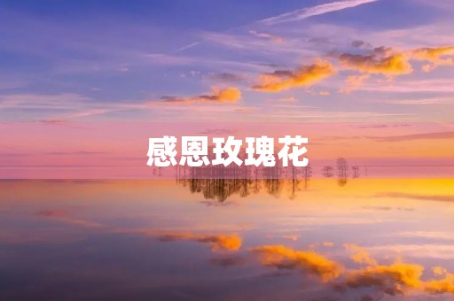 感恩玫瑰花
