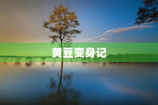 黄豆变身记 黄豆变身记