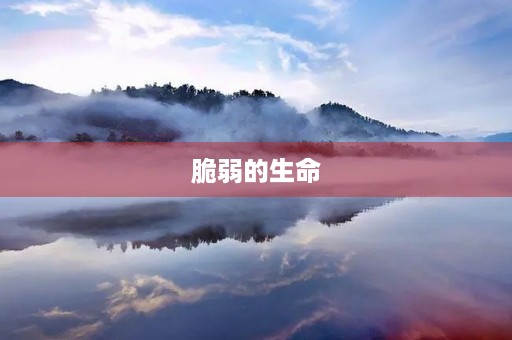 脆弱的生命 脆弱的生命