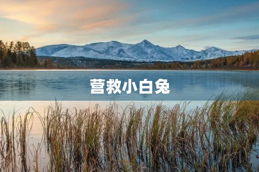 营救小白兔 营救小白兔