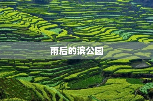 雨后的滨公园 雨后的滨公园