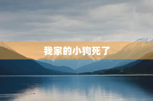 我家的小狗死了 我家的小狗死了