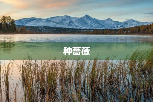 种蔷薇 种蔷薇
