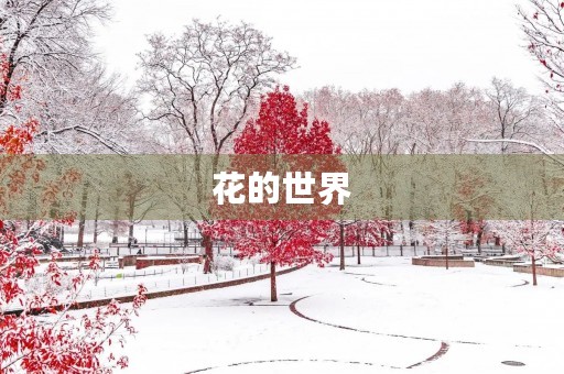 花的世界 花的世界