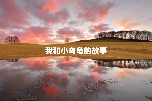 我和小乌龟的故事 我和小乌龟的故事
