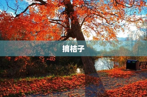 摘桔子 摘桔子
