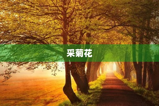 采菊花