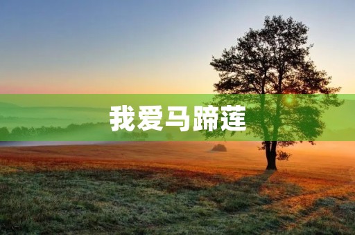 我爱马蹄莲 我爱马蹄莲