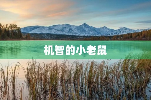 机智的小老鼠 机智的小老鼠