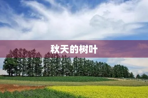 秋天的树叶 秋天的树叶