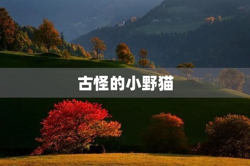 古怪的小野猫