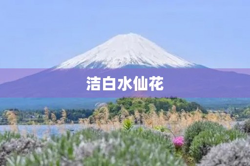 洁白水仙花