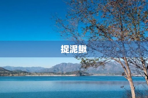 捉泥鳅 捉泥鳅