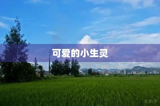 可爱的小生灵 可爱的小生灵