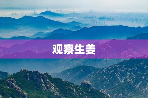 观察生姜 观察生姜