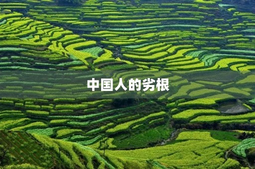 中国人的劣根 中国人的劣根