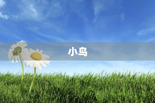 小鸟 小鸟