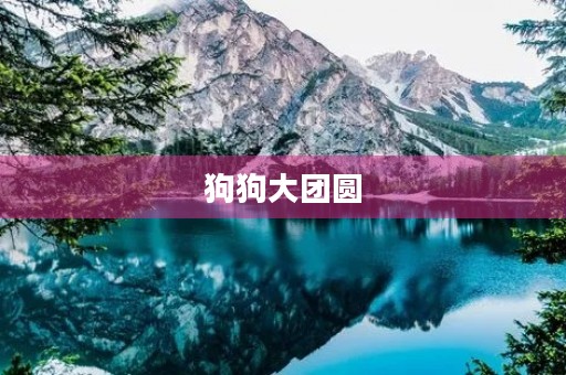 狗狗大团圆 狗狗大团圆