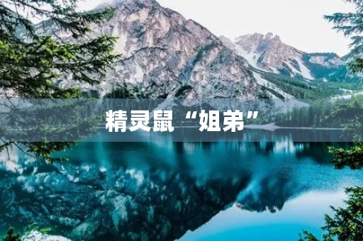精灵鼠“姐弟” 精灵鼠“姐弟”