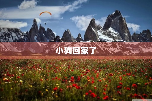 小狗回家了 小狗回家了