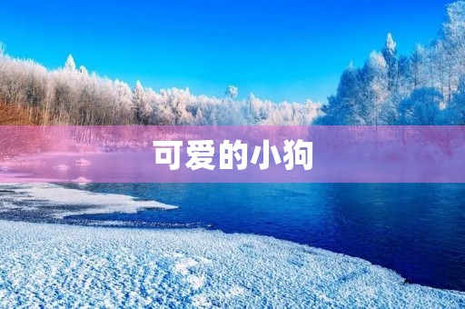 可爱的小狗