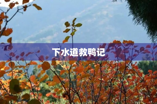 下水道救鸭记 下水道救鸭记
