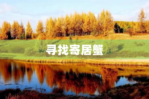 寻找寄居蟹 寻找寄居蟹