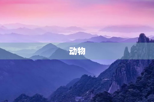 动物 动物