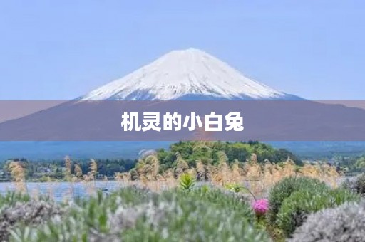 机灵的小白兔 机灵的小白兔