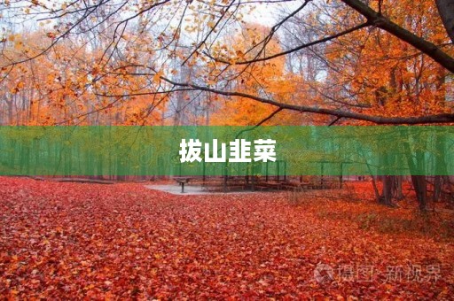 拔山韭菜 拔山韭菜