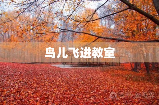 鸟儿飞进教室 鸟儿飞进教室