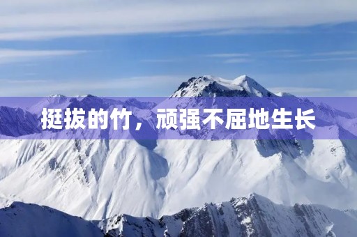 挺拔的竹，顽强不屈地生长