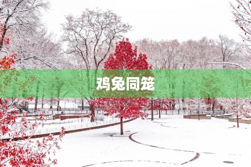 鸡兔同笼 鸡兔同笼