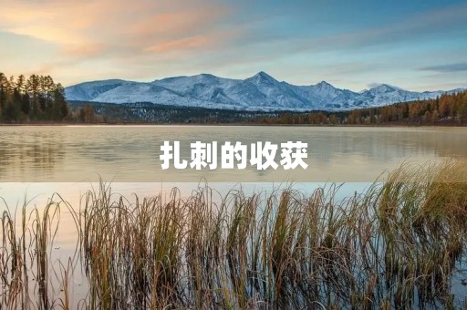 扎刺的收获 扎刺的收获