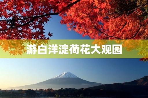 游白洋淀荷花大观园