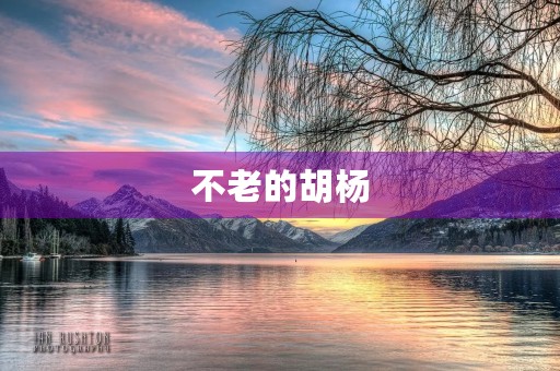 不老的胡杨 不老的胡杨