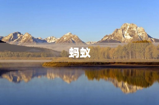 蚂蚁 蚂蚁