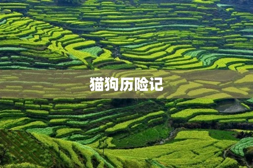 猫狗历险记 猫狗历险记