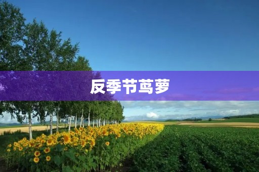 反季节茑萝 反季节茑萝