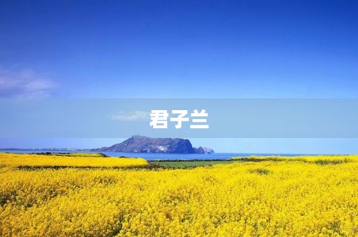 君子兰