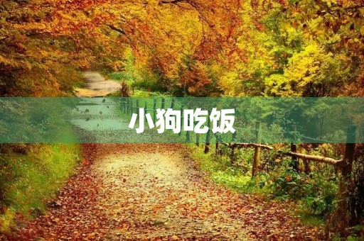 小狗吃饭