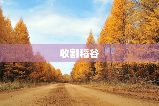 收割稻谷 收割稻谷