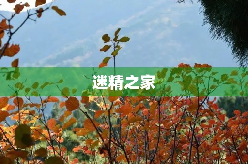 迷精之家 迷精之家
