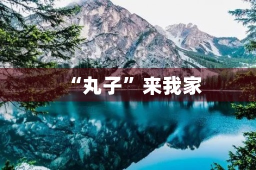 “丸子”来我家